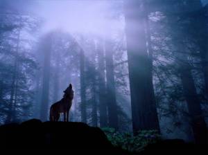 warming_up_for_the_nights_howl_gray_wolf-1024x768